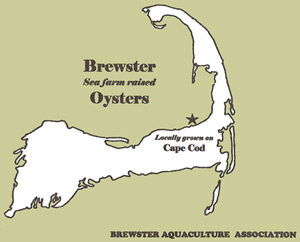 Brewster Oysters are proudly farm-raised by the Brewster Aquaculture Association